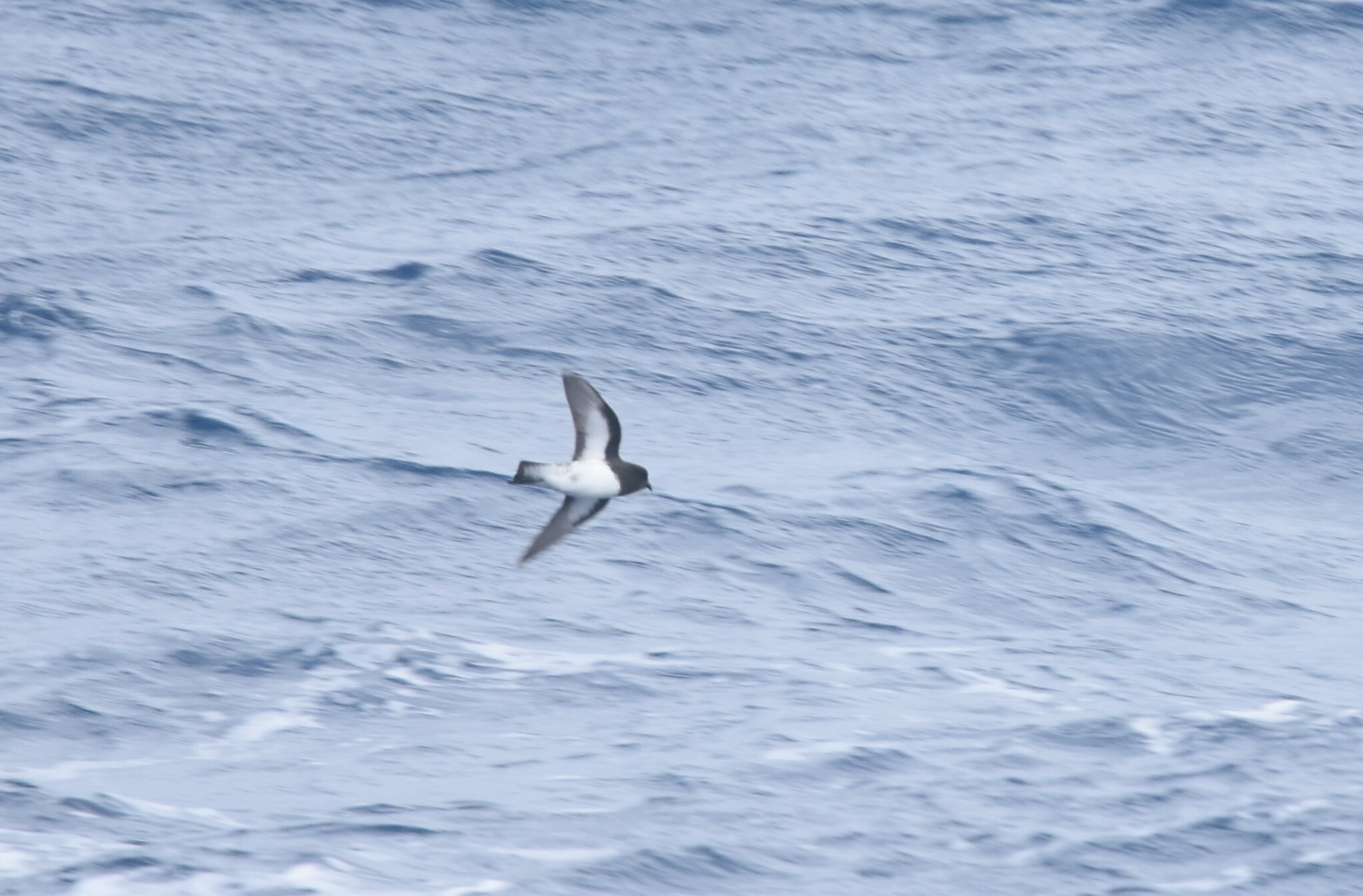 Grey-backed Storm Petrel (Garrodia nereis), photo 2