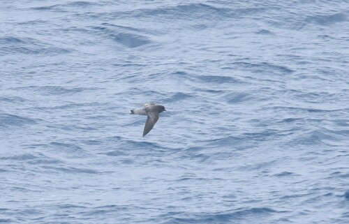 Grey-backed Storm Petrel (Garrodia nereis), photo 7