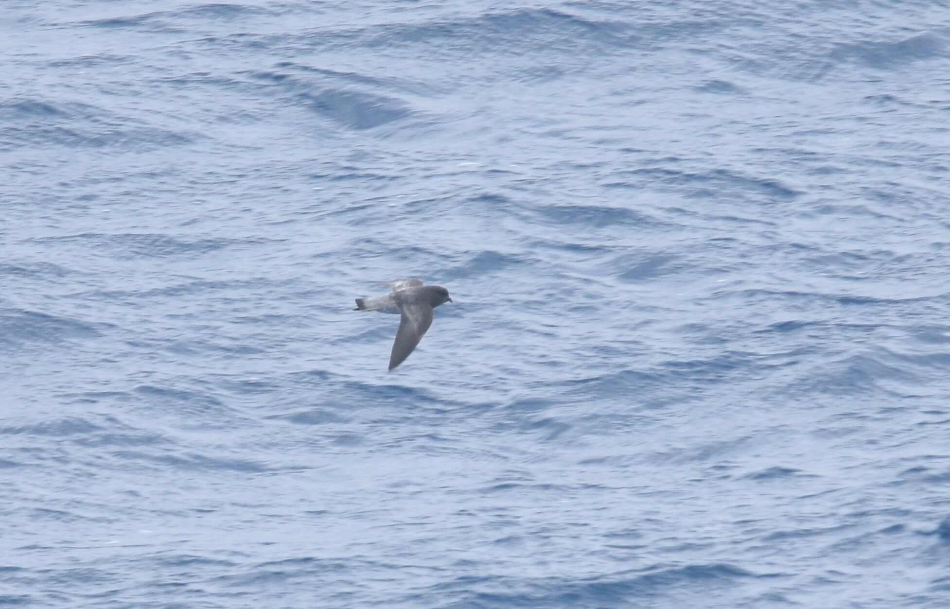 Grey-backed Storm Petrel (Garrodia nereis), photo 8