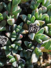 Antimima granitica