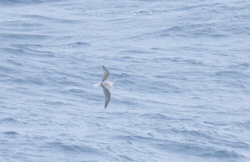 White-headed Petrel (Pterodroma lessonii), photo 5