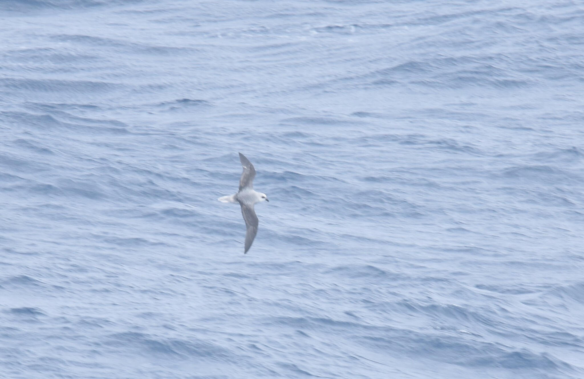 White-headed Petrel (Pterodroma lessonii), photo 5