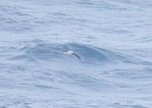 White-headed Petrel (Pterodroma lessonii), photo 4