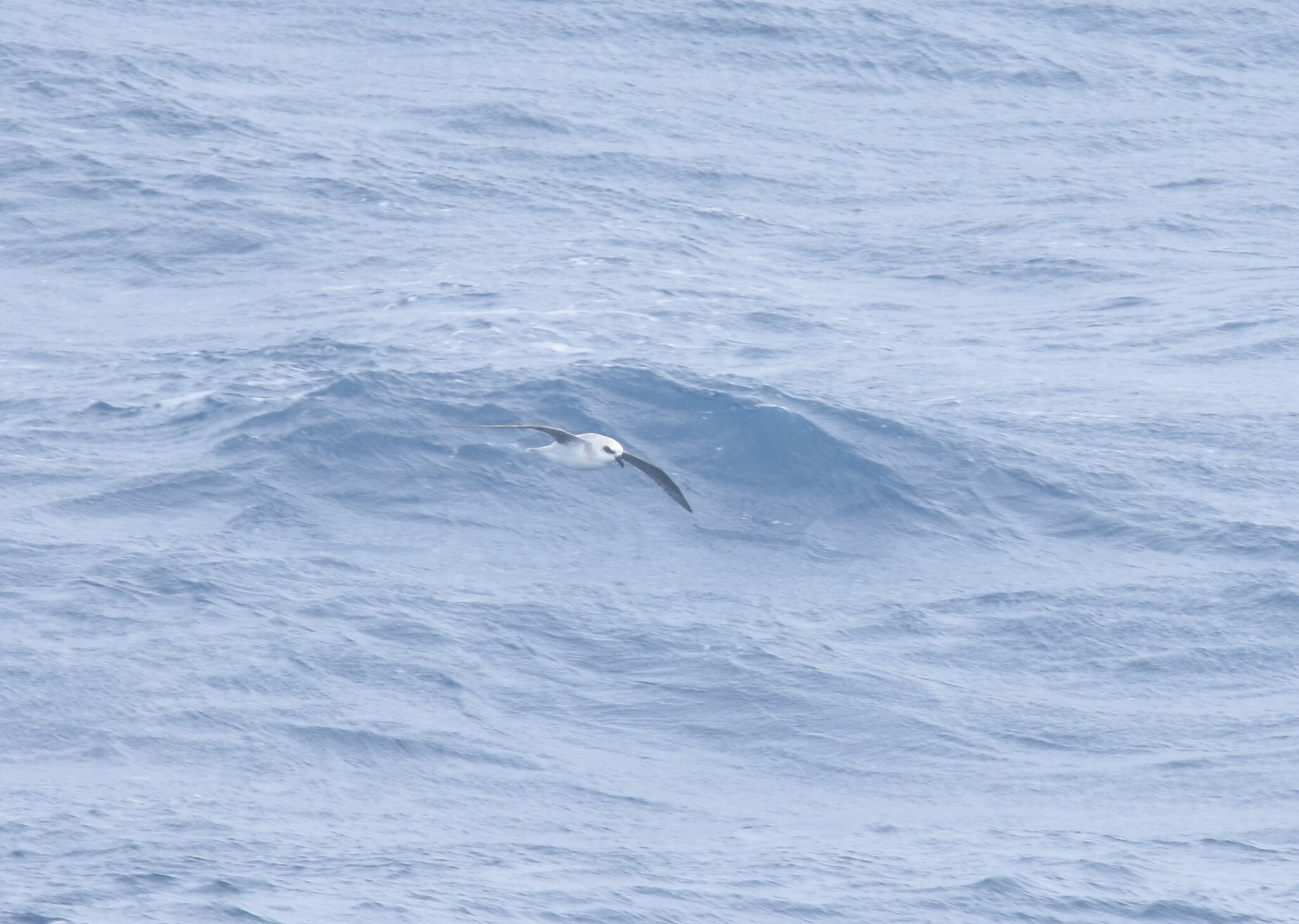 White-headed Petrel (Pterodroma lessonii), photo 4