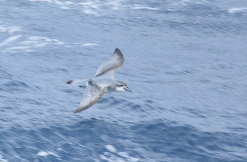 Salvin's Prion (Pachyptila salvini), photo 9