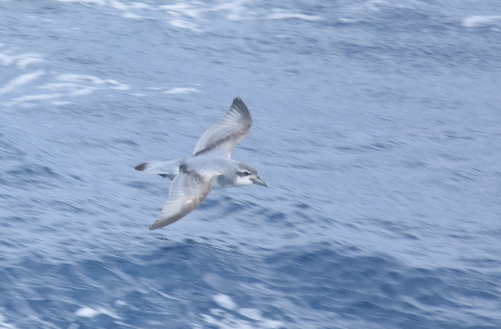 Salvin's Prion (Pachyptila salvini), photo 5