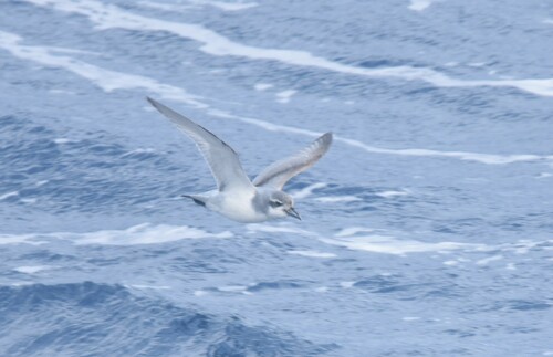 Salvin's Prion (Pachyptila salvini), photo 10