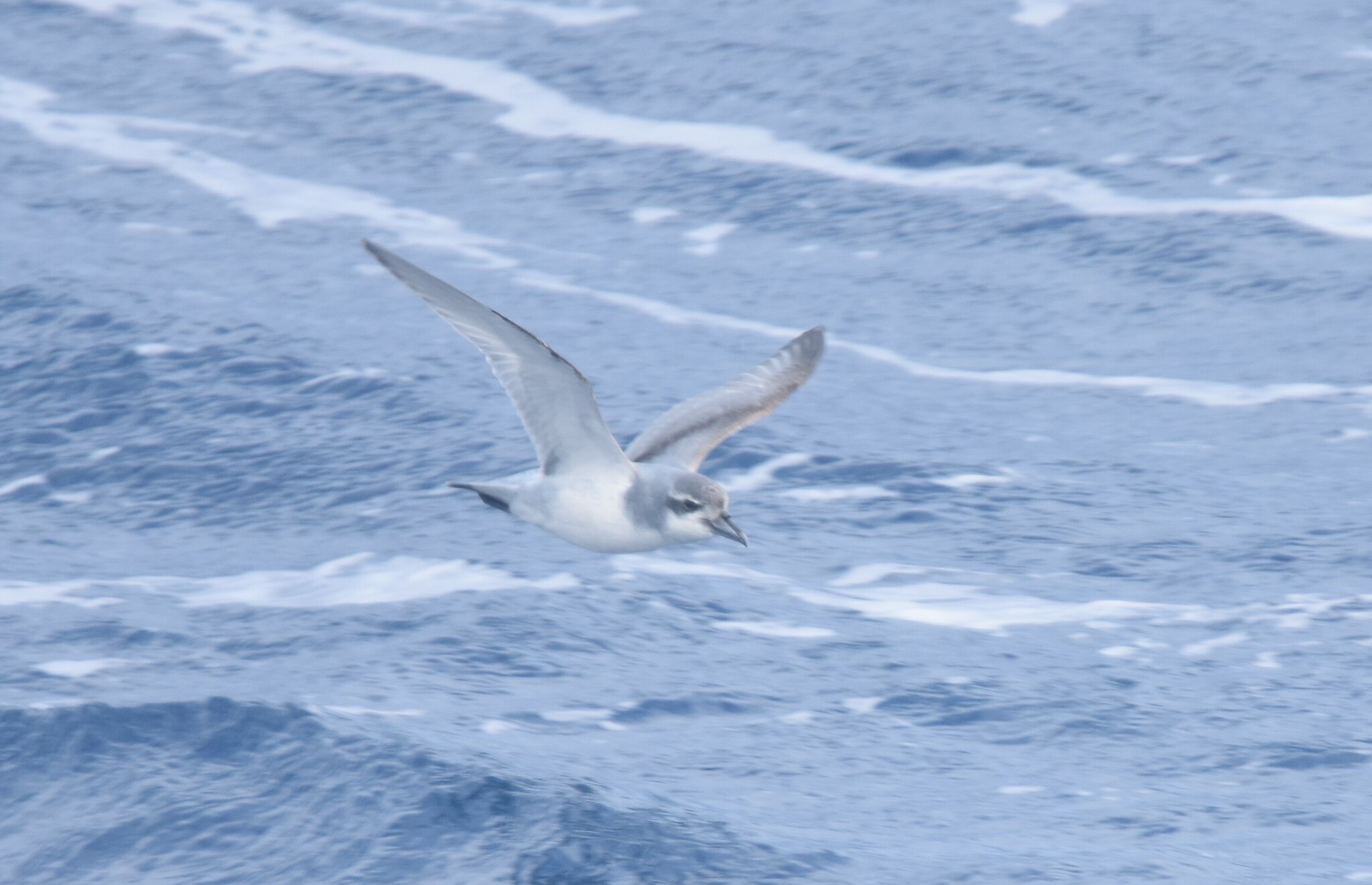 Salvin's Prion (Pachyptila salvini), photo 6