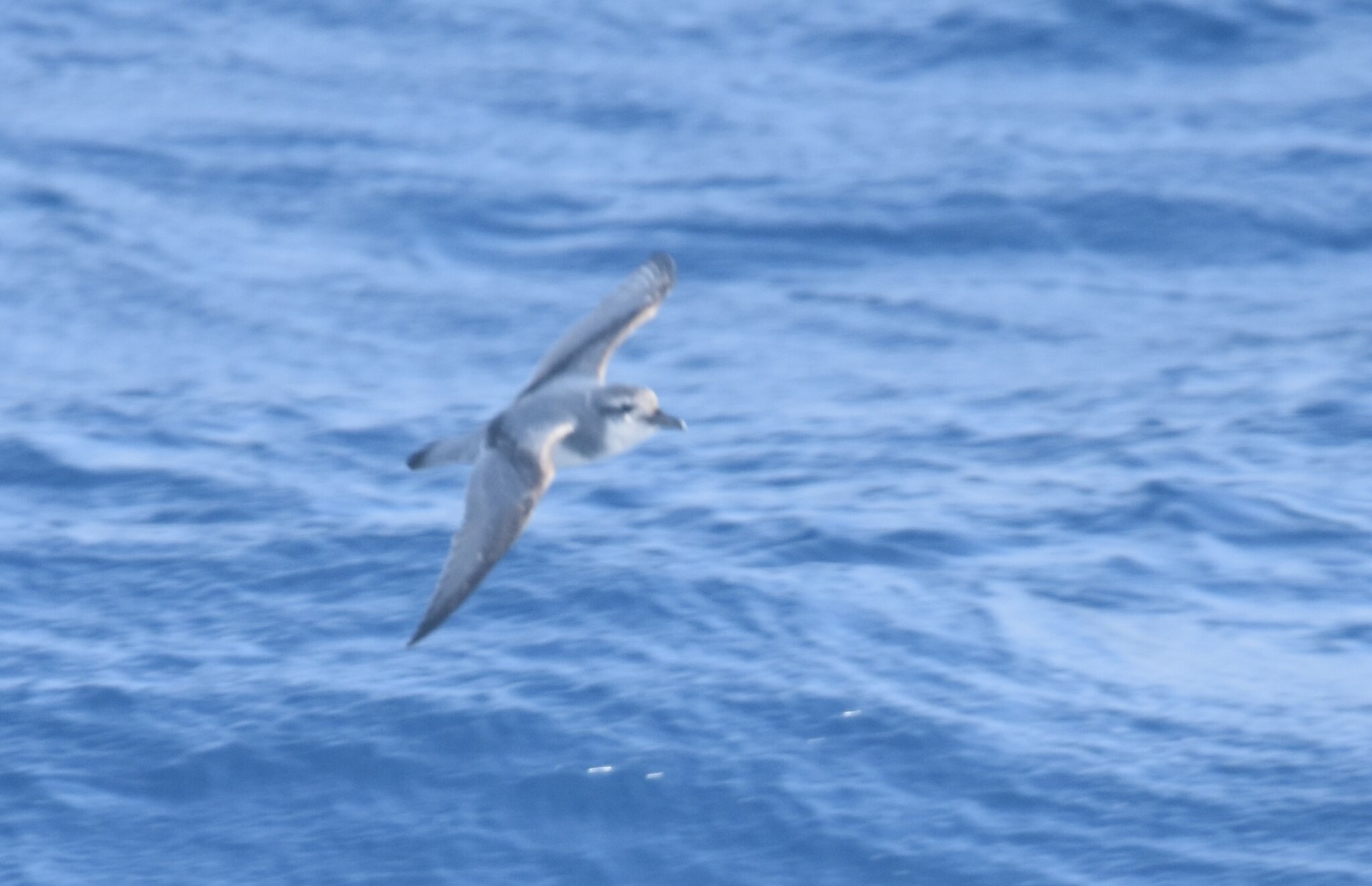 Salvin's Prion (Pachyptila salvini), photo 7