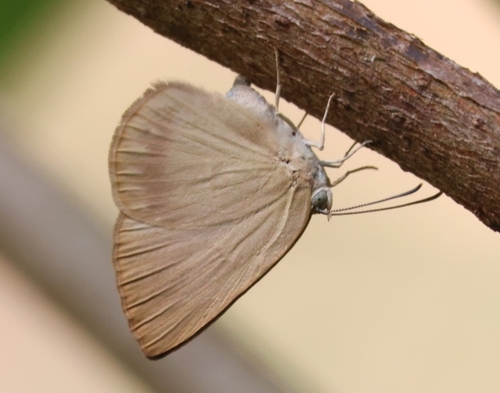 Theope cratylus
