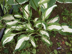Hosta undulata