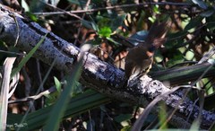 Limnoctites sulphuriferus