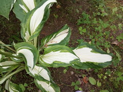 Hosta undulata