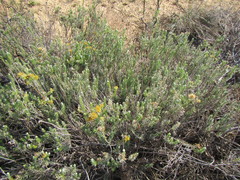Helichrysum hamulosum