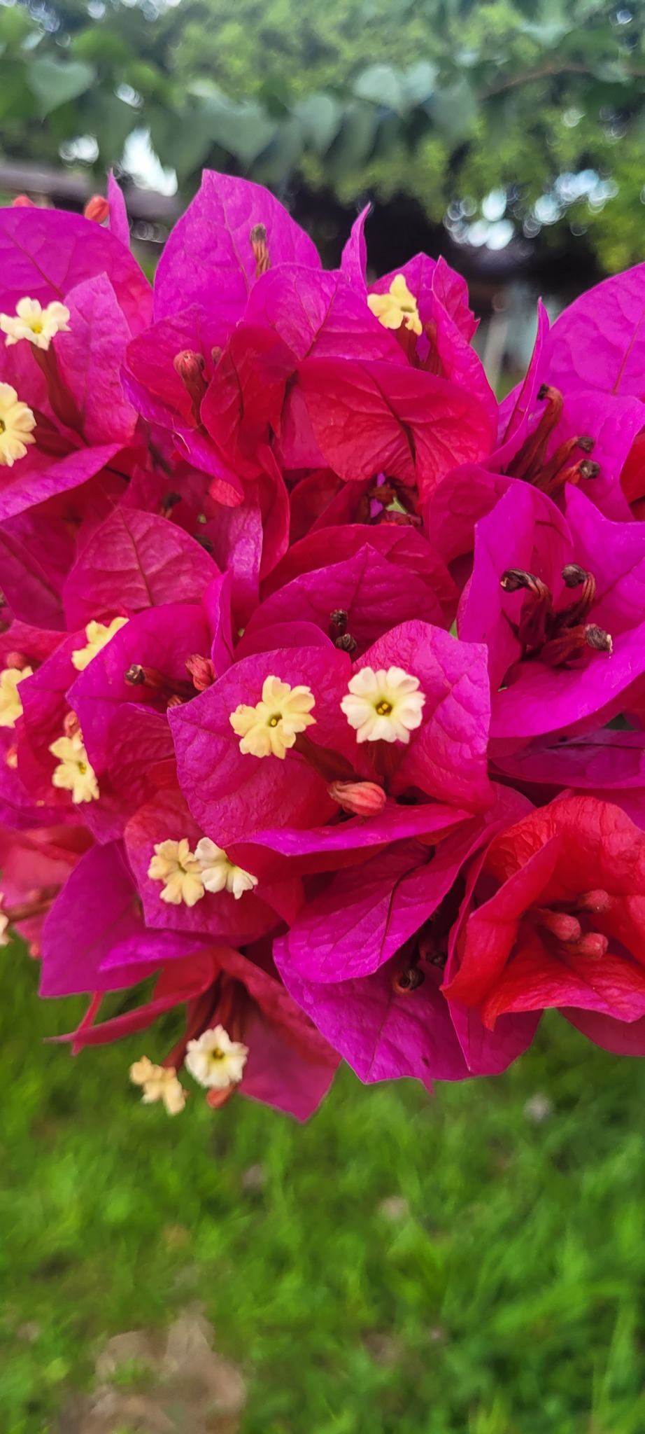 Bougainvillea glabra