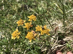 Bupleurum ranunculoides