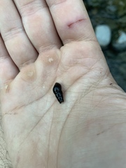 Juga plicifera
