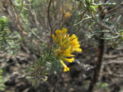 Helichrysum hamulosum