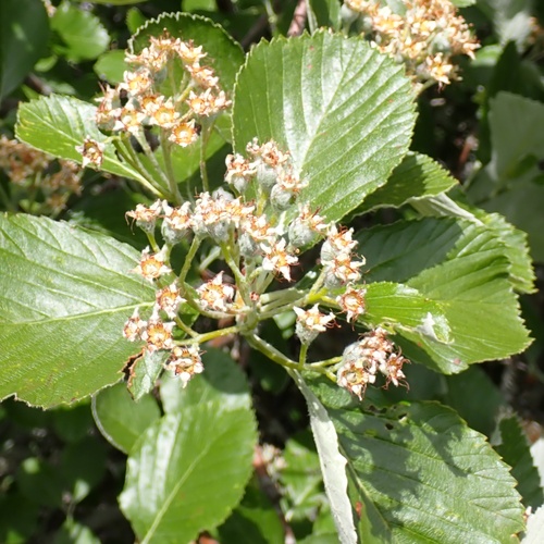 Rock Whitebeam (Aria rupicola)