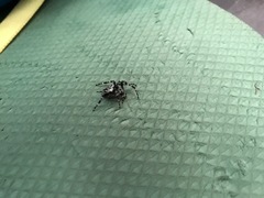 Araneus nordmanni