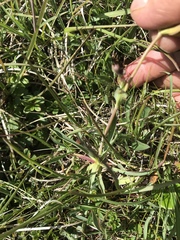 Bupleurum ranunculoides