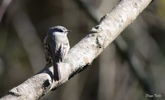 Serpophaga