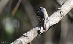 Serpophaga