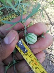 Ibervillea macdougalii