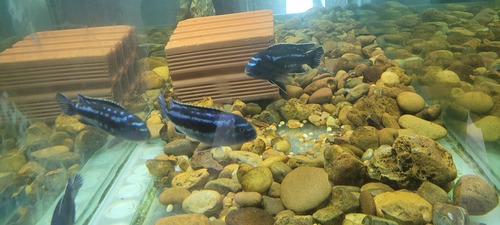 Bluegray mbuna (Pseudotropheus johannii) — Cichlidae — 3