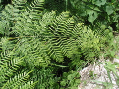 Pteridium caudatum