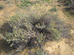 Helichrysum hamulosum