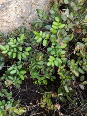 Pellaea pteroides