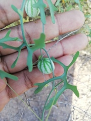 Ibervillea macdougalii