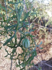 Ibervillea macdougalii