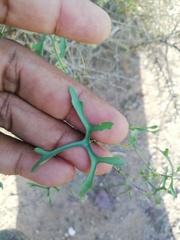 Ibervillea macdougalii