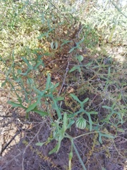 Ibervillea macdougalii