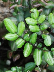 Pellaea pteroides