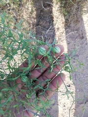 Ibervillea macdougalii