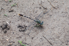 Erpetogomphus lampropeltis