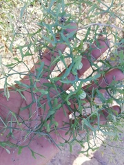 Ibervillea macdougalii