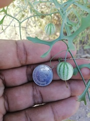 Ibervillea macdougalii