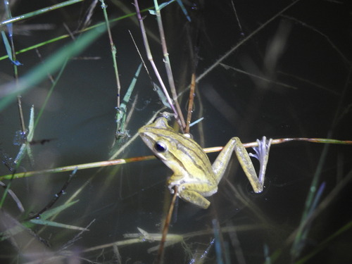 Polypedates leucomystax