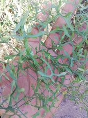 Ibervillea macdougalii