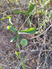 Ibervillea macdougalii