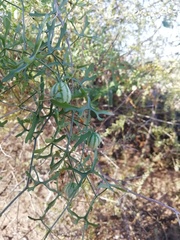 Ibervillea macdougalii