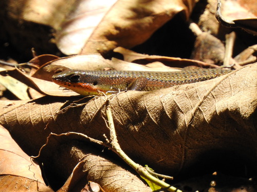 Eutropis rudis
