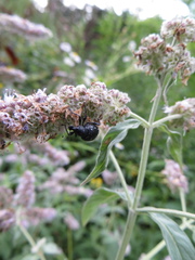 Otiorhynchus gemmatus