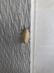 Pareuchaetes insulata