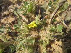 Osteospermum acanthospermum