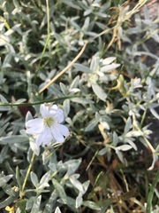 Cerastium tomentosum